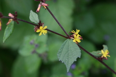 Triumfetta rhomboidea